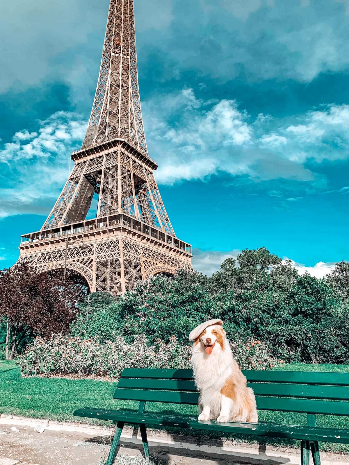 Dog travel must&nbsp;have