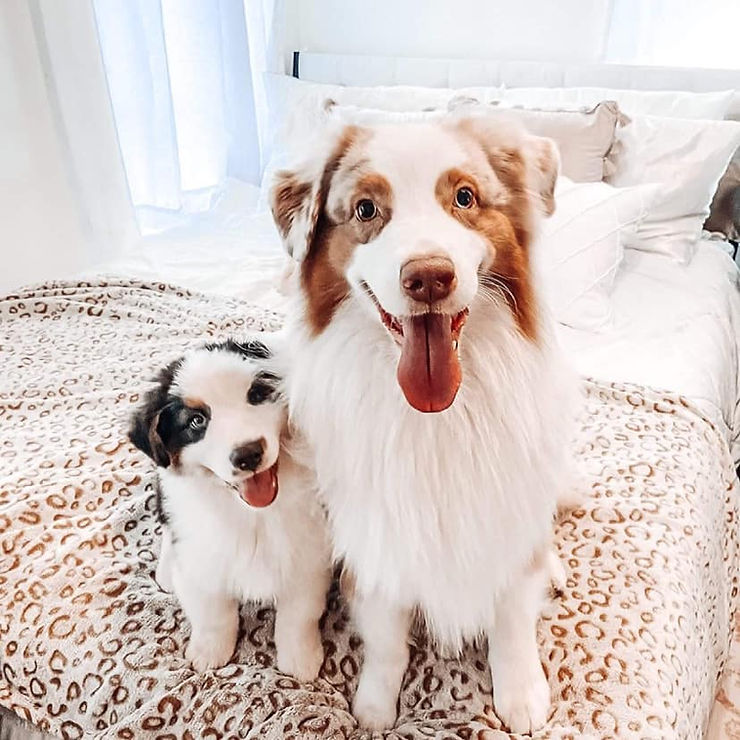 Essential Tips for Potty Training Your&nbsp;Puppy