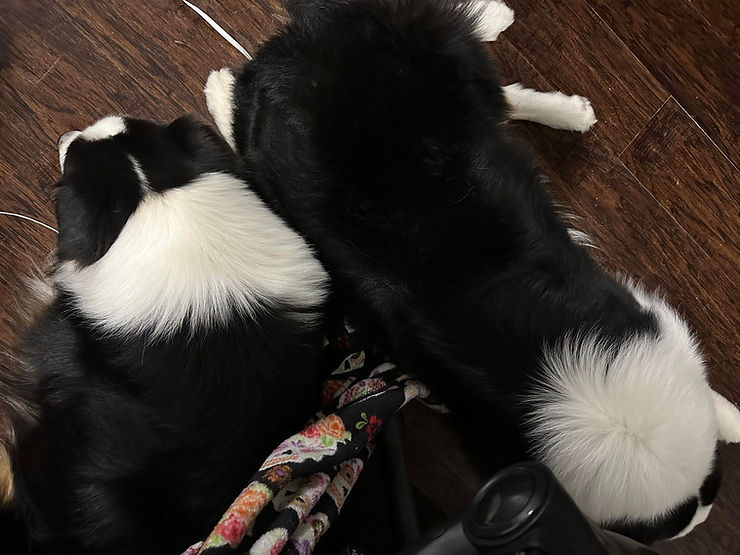 Two aussies sleeping next to each other