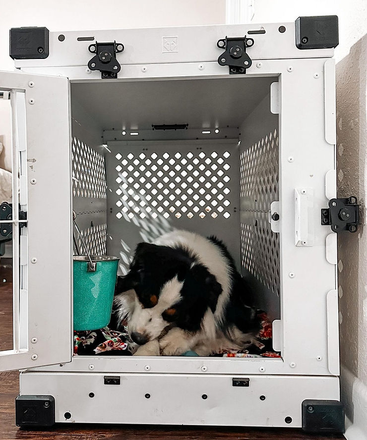 Australian Shepherd in a crate