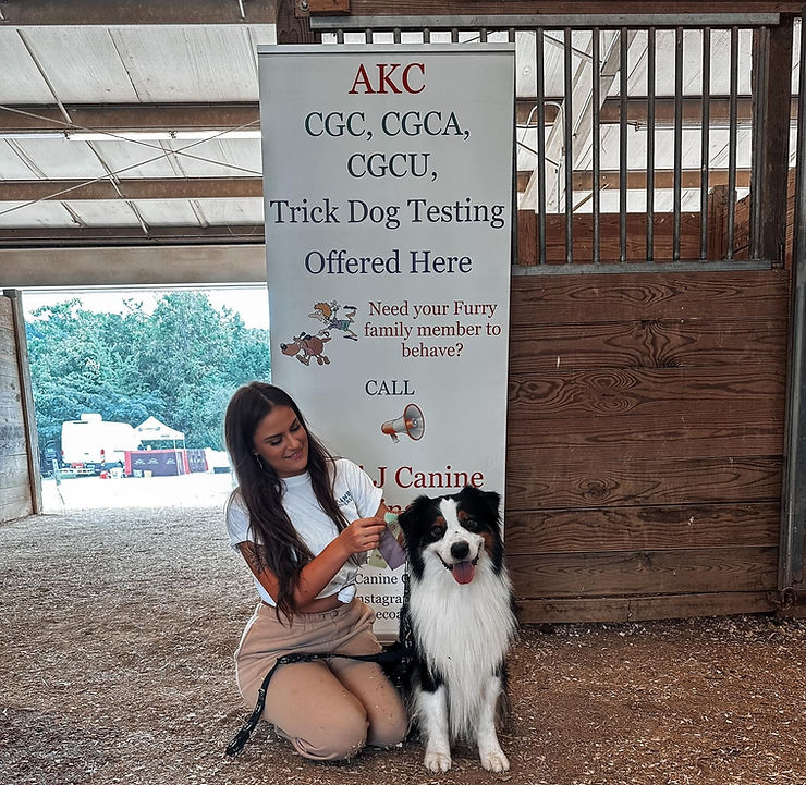 Australian Shepherd getting his FDC title