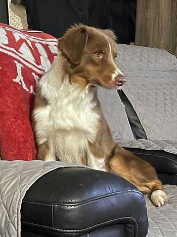 A Aussie sitting on a couch