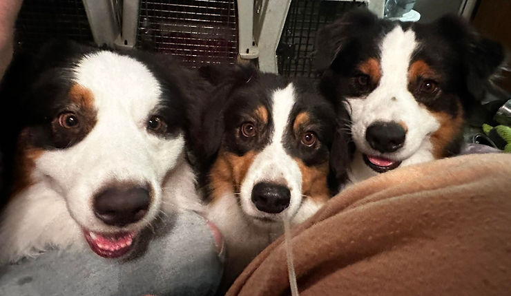 Three Aussies standing next to each other